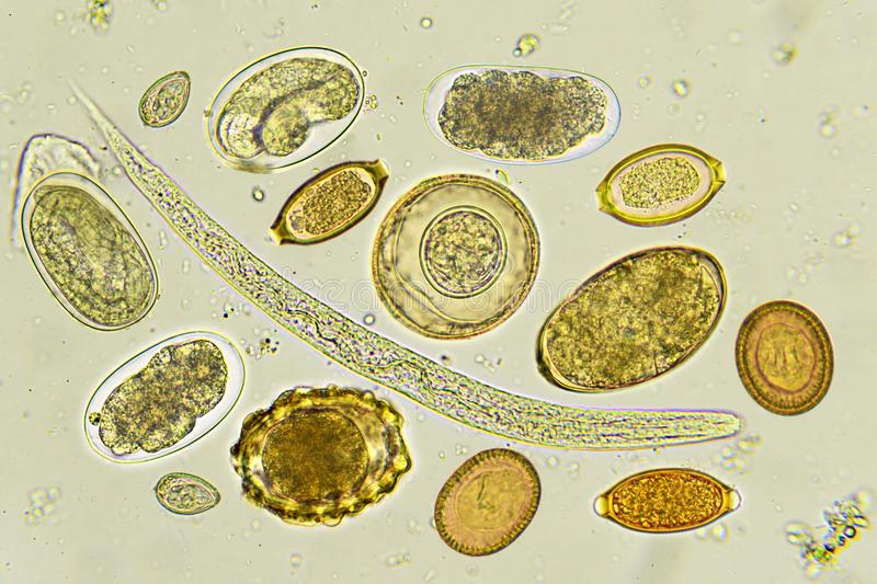 STOOL ANALISYS - MYPHAGES